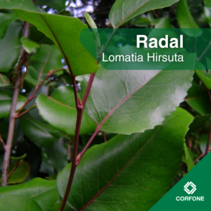 Radal