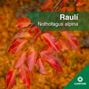 Rauli