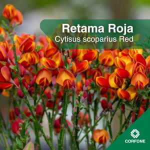 Retama