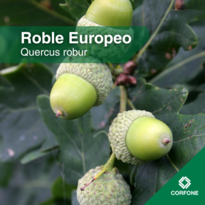Roble Europeo - Raíz Desnuda