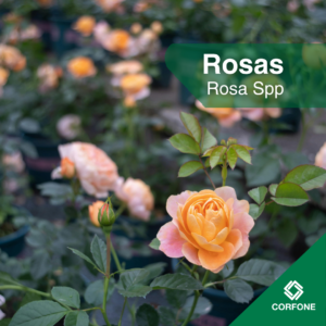 Rosas