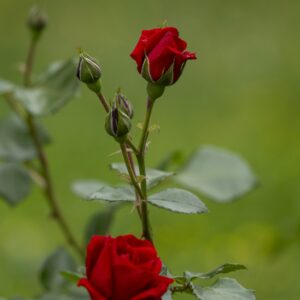 Rosas