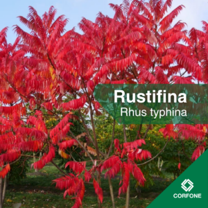 Rustifina
