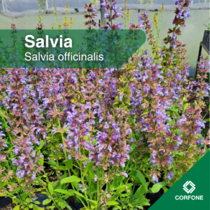 Salvia