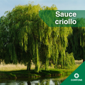 Sauce Criollo - Raíz Desnuda