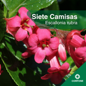 Escallonia Rubra