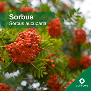 Sorbus Chico