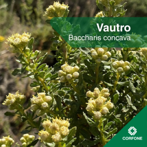 Vautro