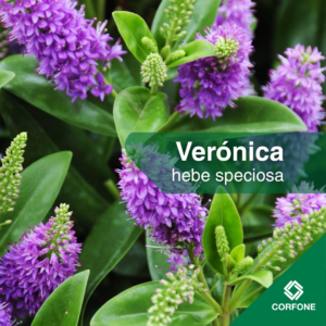Veronicas Hebes